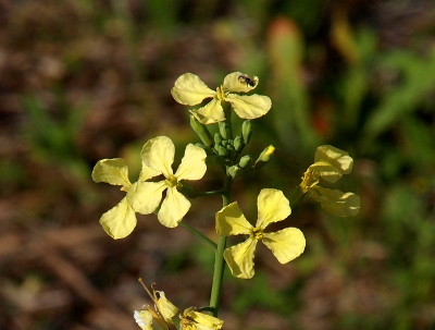 [At the top of a green stem are multiple four-petaled pale yellow flowers. At the center of each are stubby yellow stamen. There is an insect crawling on one petal.]